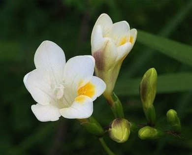 雨后花園